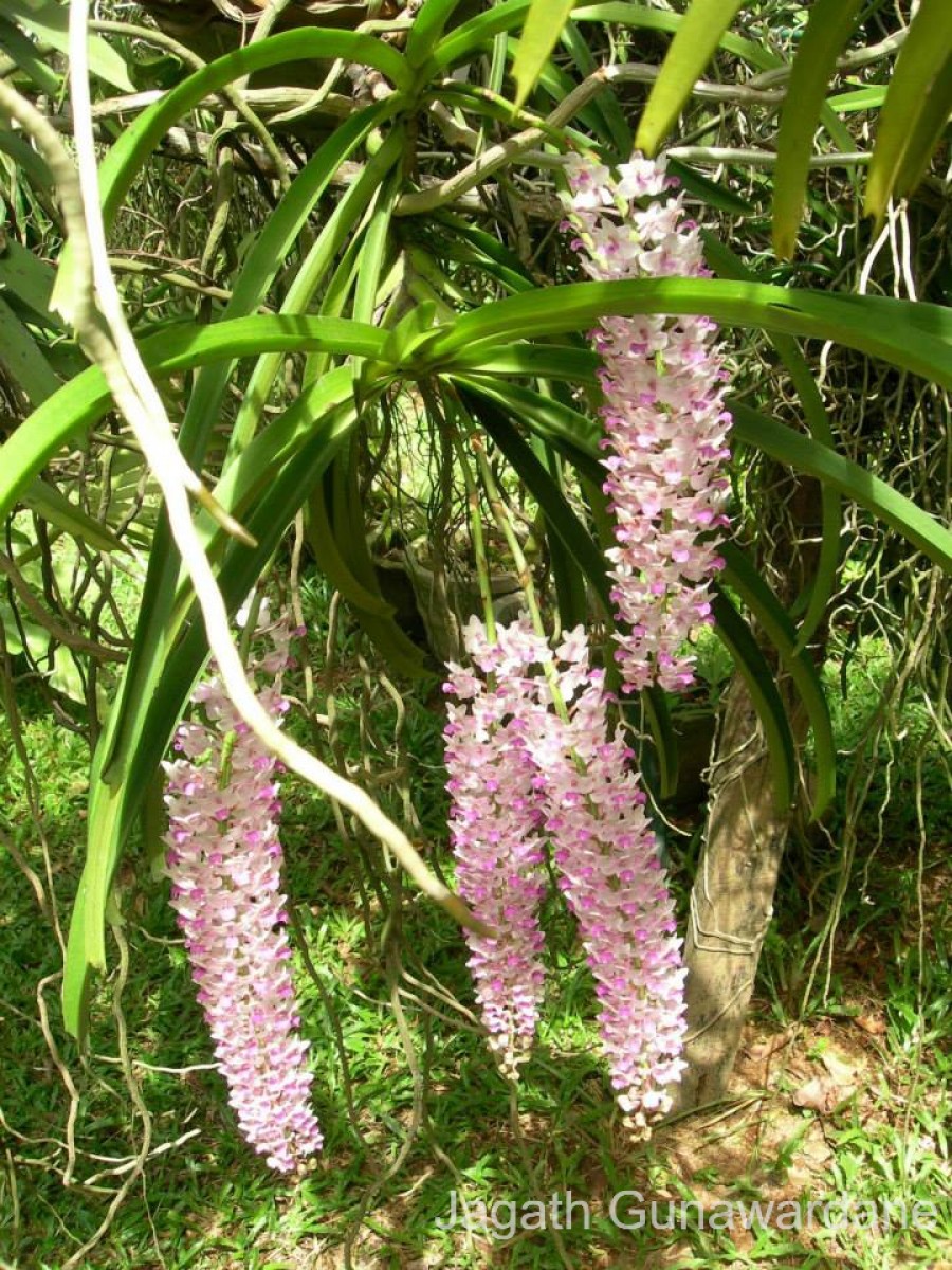 Rhynchostylis retusa (L.) Blume